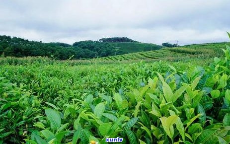 小叶普洱茶：熟茶中的特色品种还是误导？