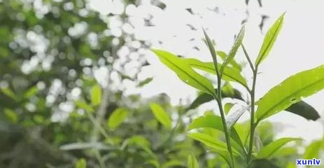 普洱茶的六大山头产地及特点，助您轻松辨别茶叶品质