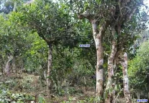 普洱茶的六大山头产地及特点，助您轻松辨别茶叶品质