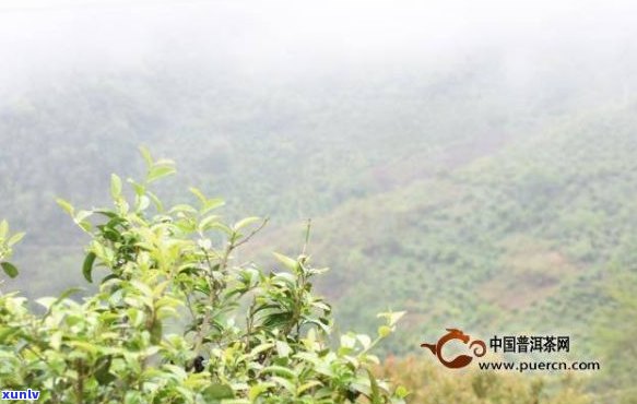 探寻普洱茶名山：几个不可错过的茶叶产地