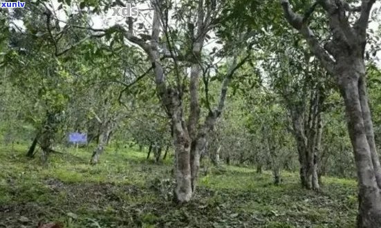 普洱茶各山头口感详解：探索不同产地的风味特点与品饮技巧