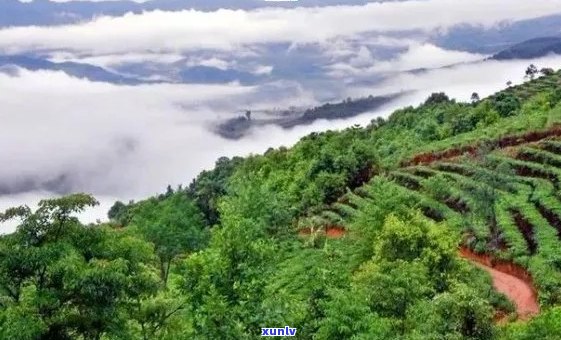 普洱茶十大名山排行榜：品味古树，领略茶乡风情