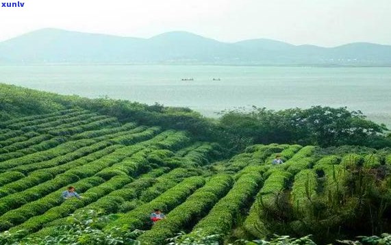 普洱茶十大名山排行榜：品味古树，领略茶乡风情