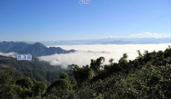 普洱茶产地海拔对茶叶品质的影响及选择建议