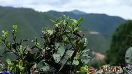 云南普洱茶生长海拔范围：确定高度关键因素