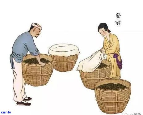 七子普洱茶饼：名茶传奇、 *** 工艺与品饮体验的深度解读