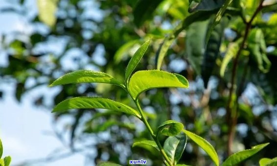 普洱茶水对植物生长的影响：适宜还是禁忌？如何正确使用普洱茶水浇灌植物？