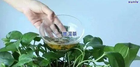 用普洱茶浇绿萝行吗