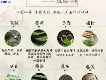 普洱茶什么样口感好：辨别优质普洱茶的口感要素与选购指南