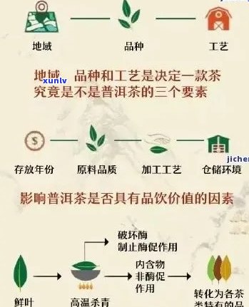 普洱生茶的全生命周期：从采摘到陈化，探索其转化过程及影响因素