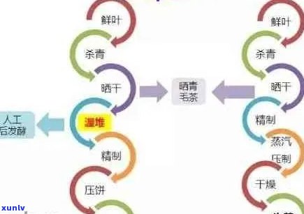 普洱生茶的全生命周期：从采摘到陈化，探索其转化过程及影响因素