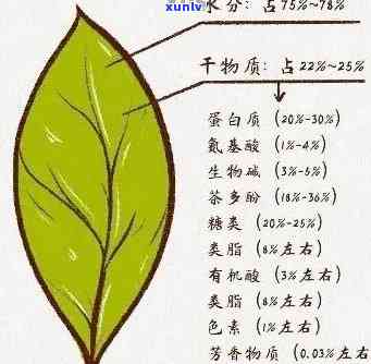 普洱茶提取物的全面分析：主要成分、功效与适用人群详解