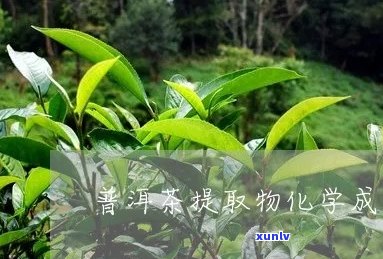 普洱茶提取物有哪些