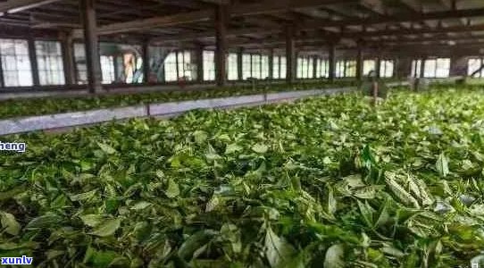 昆明勐海茶厂：传统与创新并存的高品质茶叶制造中心