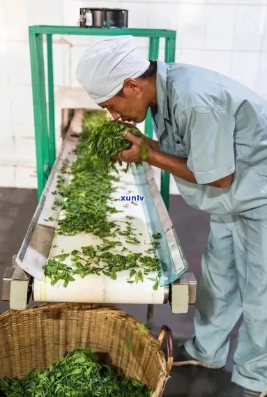 昆明勐海茶厂：传统与创新并存的高品质茶叶制造中心