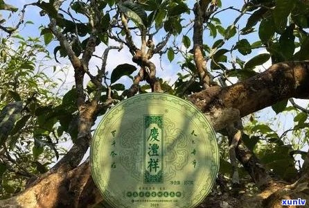 春海茶厂易武大2号：品质、产地、 *** 工艺与口感的全面解析