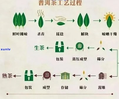 普洱茶的精深工艺：从原料到成型的全方位解析