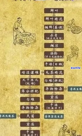 普洱茶的精深工艺：从原料到成型的全方位解析