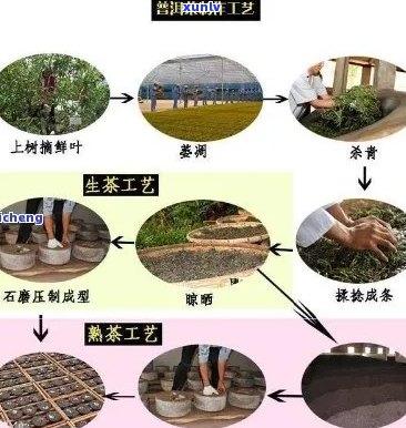 普洱茶制茶工艺及冲泡度全程解析：从开始到出场要多久？完整流程揭秘！