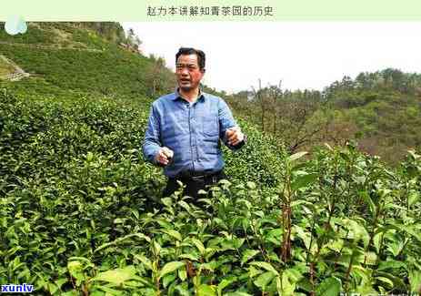 南茶厂：从茶叶种植到品质保证的全方位解析