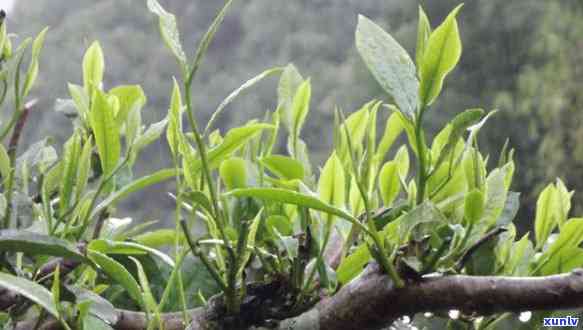 佤山映象普洱茶春芽