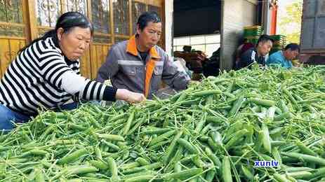 浙江普洱茶厂家排行榜：哪家生产商更受欢迎？