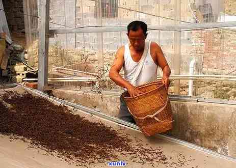 普洱茶加工厂盈利前景如何？投资利润分析及潜在风险解读