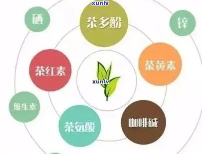 激素与普洱茶：相互作用与饮用安全性全解析