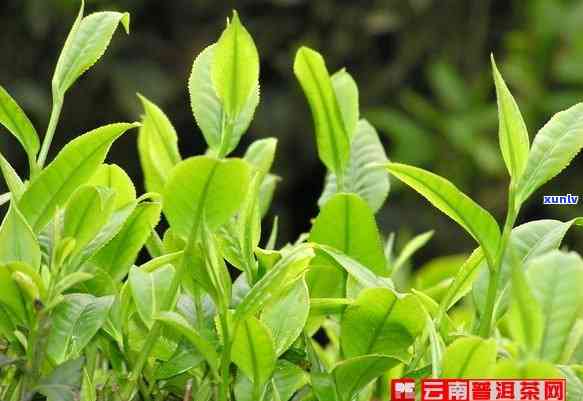 泡普洱茶时可以加入片吗？