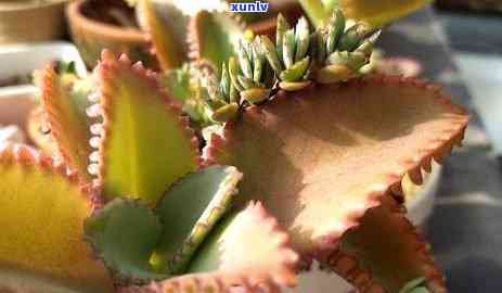 新 为什么你种植的翡翠植物难以成功？可能是因为这些原因