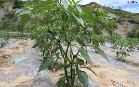 新 为什么你种植的翡翠植物难以成功？可能是因为这些原因