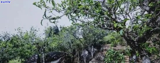 云南普洱茶无量山小山头：古树茶的魅力与品鉴技巧_普洱茶百科