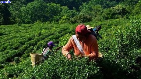 普洱生茶无量山：口感，价格表，古树茶100克，茶叶品质