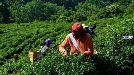 普洱生茶无量山：口感，价格表，古树茶100克，茶叶品质