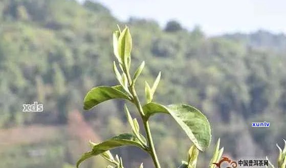 无量山普洱茶：口感特征、品鉴 *** 与适宜饮用场景全面解析