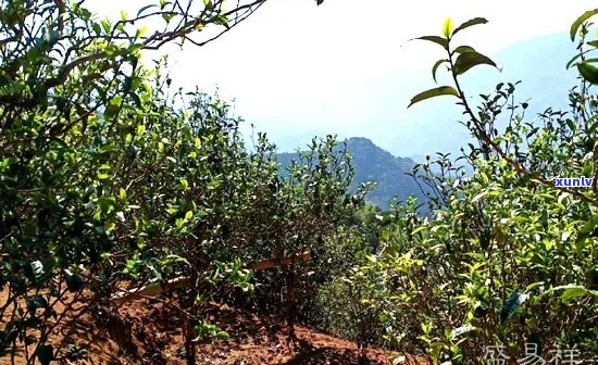 普洱茶无量山小山头