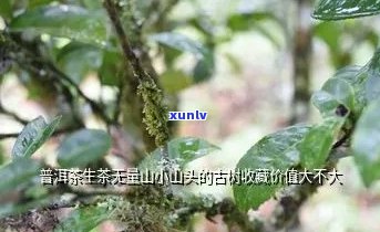 普洱茶无量山小山头