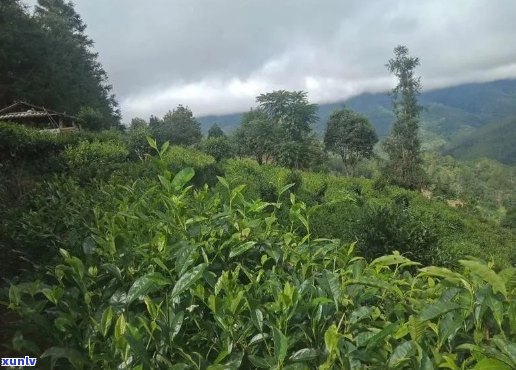 普洱茶无量山小山头