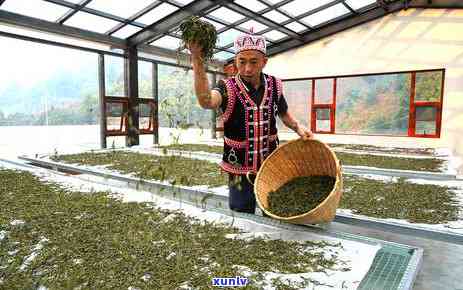 古树单株普洱茶价格表：了解古树单株普洱茶的价格与含义。