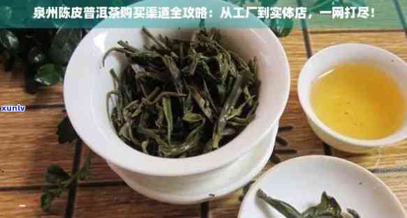 泉州普洱茶生产厂家大全：寻找优质茶叶供应商的全攻略