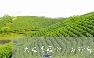 大益藏心红珍1401价格与价目表：了解这款大益茶的特点和价值