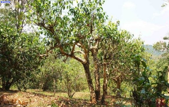 '中国最老的普洱茶饼产地及其历——探究最古老的普洱茶树与特产'