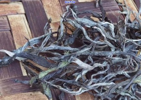 探究中国最古老的普洱茶树：其历、特点及对普洱茶文化的影响