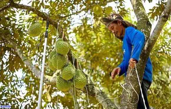 泰国金枕头榴莲与云南大叶种普洱茶：一场东西方风味的邂逅