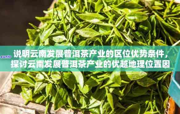 云南普洱茶地理分布解析：从茶园到消费者，探索其全球供应链及品质特点