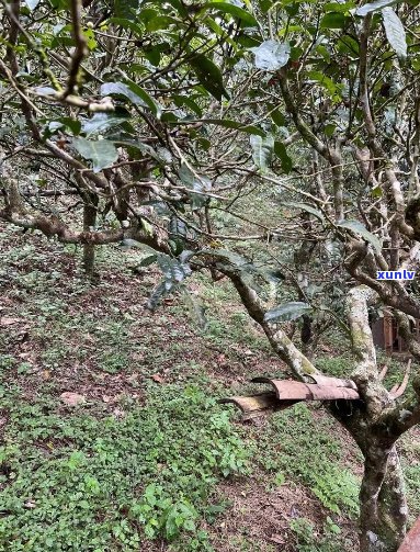 普洱茶南糯山和半坡山哪个好喝？