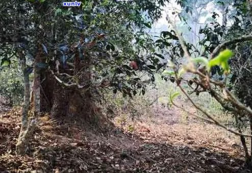 普洱茶南糯山和半坡