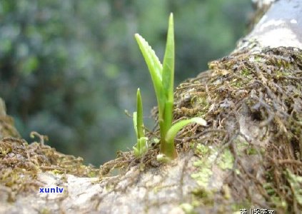 探究普洱茶芽苞的色彩之谜：揭示其背后的营养价值和品质特点