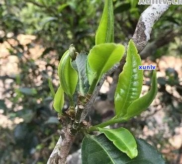 '普洱茶芽苞形态特征及安全性简述：普洱茶的芽苞长什么样？有吗？'