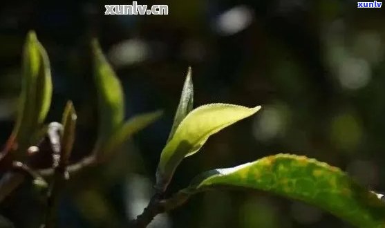 探究普洱茶芽苞的色彩之谜：揭示其背后的营养价值和品质特点